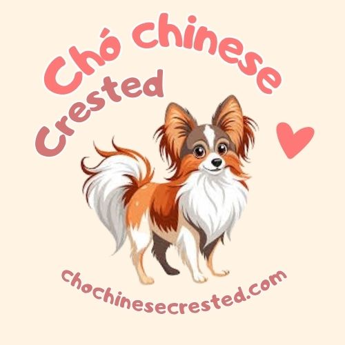 chochinesecrested.com